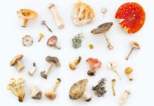 2030세대, 건강도 ‘힙’하게 챙긴다…버섯부터 명상까지 ‘MZ식 웰빙’ 열풍 white and red mushrooms and mushrooms