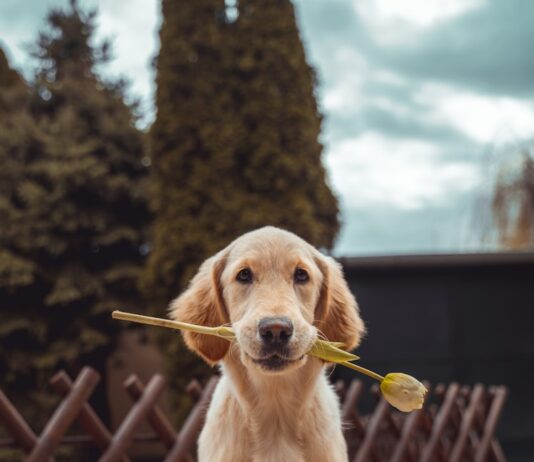 반려동물과 사람의 양극화, 나는 왜 반려동물을 선택하는가? yellow Labrador retriever biting yellow tulip flower