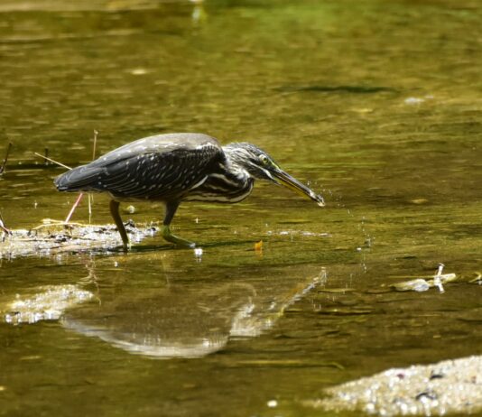 계절 따라 머무는 하늘 위의 생명, 광릉숲에서 만나는 철새들