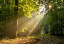 “목 뒤가 따갑고 붉어요”…초여름 ‘햇볕 두드러기’ 주의보 green trees and brown dried leaves during daytime