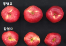 과수 바이러스와의 전쟁, 묘목 무병화 기술로 압승!