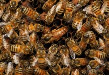 ‘꿀벌 우수 품종 안정적 증식·보급’으로 양봉산업 지원