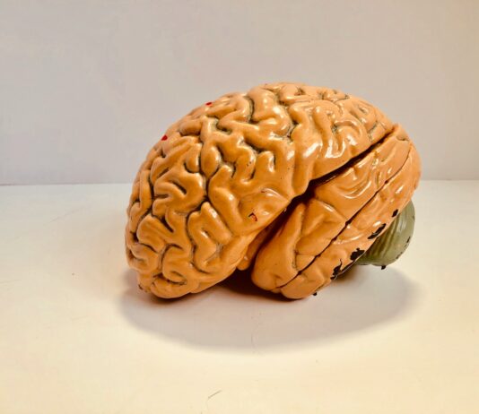 “자꾸 멍하고 깜빡깜빡해요”…초여름 뇌 컨디션을 회복하는 작은 루틴 human brain figurine