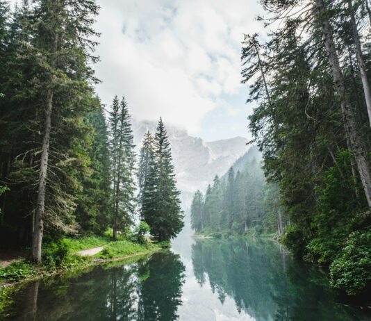 스트레스에서 벗어나기, 마음 챙김으로 지키는 일상의 건강 body of water surrounded by pine trees during daytime