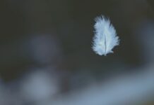 자신의 삶과 주변 환경에 대한 관심이 매우 높은 MZ세대들이 이목을 가지는 정신건강 shallow focus photography of white feather dropping in person's hand
