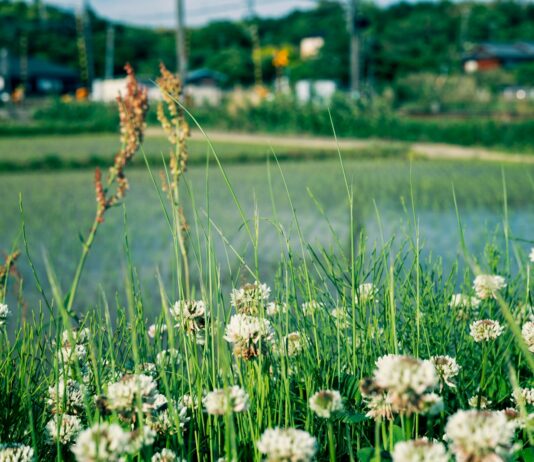 초여름, 건강을 유지하는 데 필요한 5가지 실용적인 팁 a field of flowers