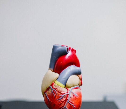 심혈관 질환 예방의 첫걸음, 올바른 식단 관리로 건강한 심장 지키기 red and yellow bird figurine