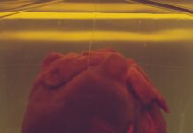 심혈관 건강을 지키는 식단 관리, 건강한 심장의 첫걸음 human heart