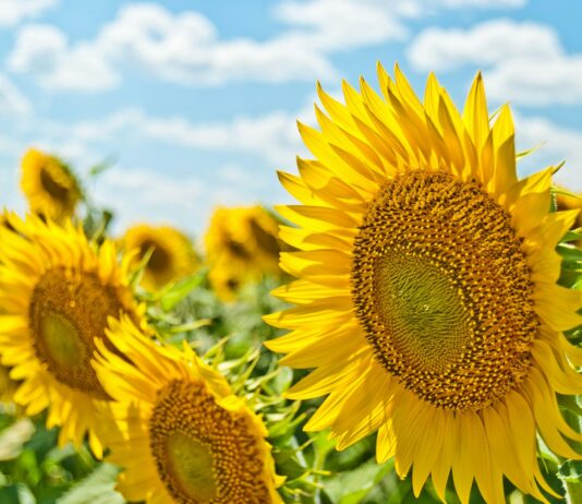 여름철 피부 건강을 위한 5가지 팁 yellow sunflowers during daytime