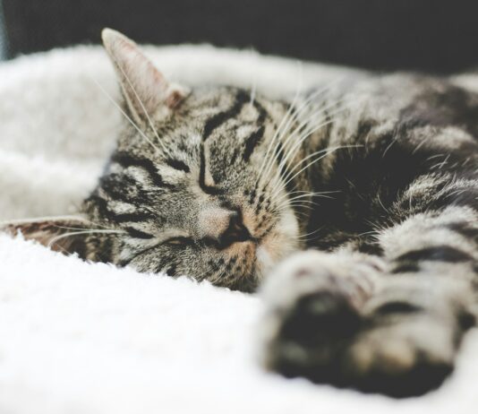 숙면을 위한 실천법, 수면의 질을 높이는 7가지 방법 silver tabby cat sleeping on white blanket