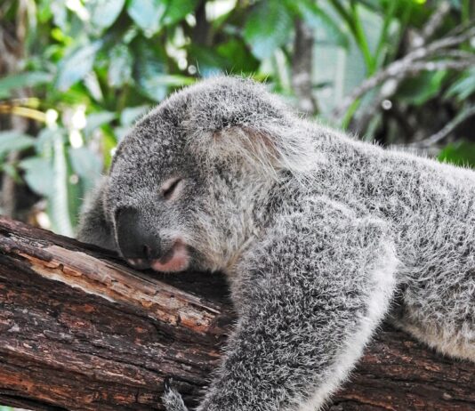 만성피로, 단순한 피로 아냐… 원인과 관리법 알아보기 koala bear sleeping on tree