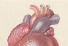 심혈관 건강 지키는 식단 관리, 이렇게 시작하세요 a drawing of a human heart