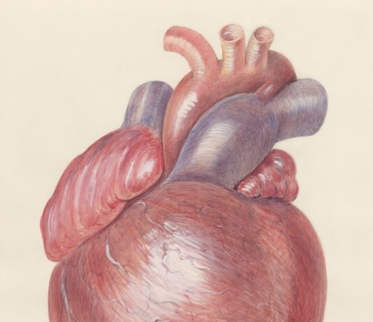 심혈관 건강 지키는 식단 관리, 이렇게 시작하세요 a drawing of a human heart