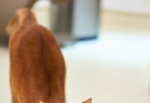 행복한 모닝을 위한 아침 스트레칭 orange cat stretching on white surface