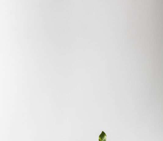 스트레스, 똑똑하게 관리하는 방법 green leafed plant