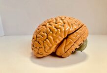 뇌건강을 지키는 생활 습관, 지금 바로 실천하세요 human brain figurine