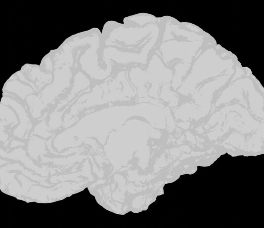 장 건강이 곧 뇌 건강, 당신의 ‘세컨드 브레인’을 관리하라 a white brain on a black background