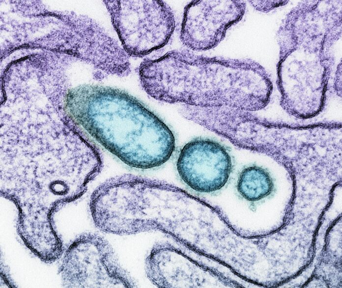 a close up of an animal cell with blue cells