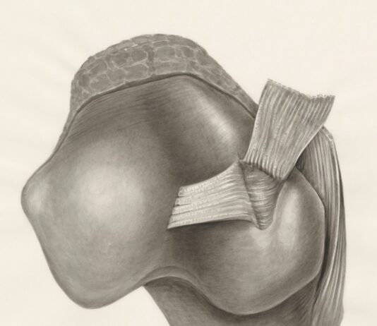 관절·연골 건강 잡는다… 프리미엄 건강기능식품 시장 급성장 a pencil drawing of the back of a human head