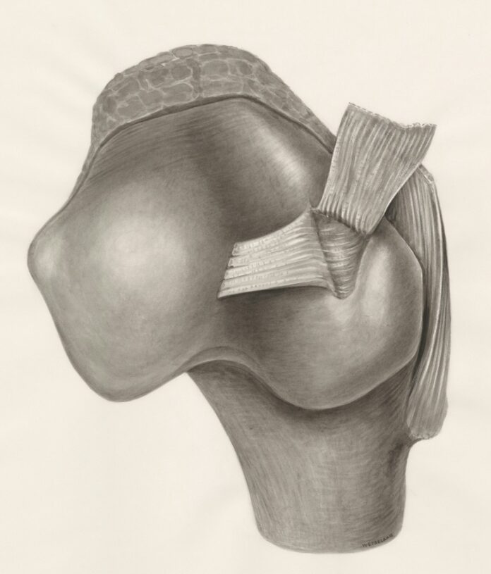 a pencil drawing of the back of a human head