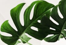 일상에 스며든 웰니스 문화… 건강한 삶, 작은 변화로 시작하세요 green leaves