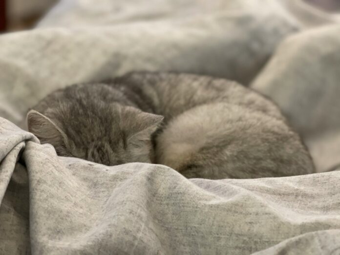 Photo by Aniston Grace gray and white cat on white textile