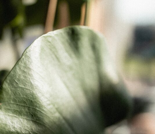 웰니스 문화, 삶의 질을 높이는 새로운 라이프스타일 트렌드 selective photography of green leaf