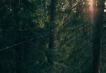 ‘번아웃’ 막고 건강 챙기기…직장인들이 주목하는 일상 속 작은 변화들 man walking near trees