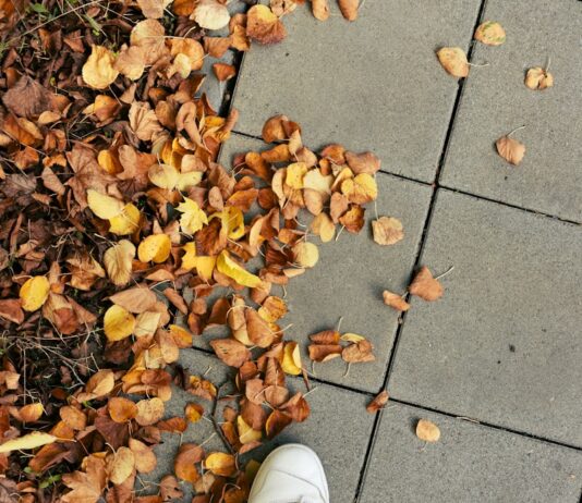 변화하는 직장인 건강 트렌드… 사무실 속 작은 실천이 건강 지킨다 A person standing on a sidewalk surrounded by leaves
