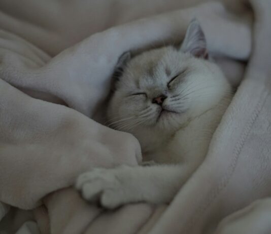 뇌 건강, 마이크로바이옴부터 AI까지…2024년 최신 뇌 건강 관리법 집중 탐구 a white cat is sleeping on a blanket