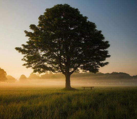 “일과 삶의 균형이 건강을 지킨다”…직장인 건강관리, 하이브리드 근무시대에 다시 주목 green leafed tree surrounded by fog during daytime