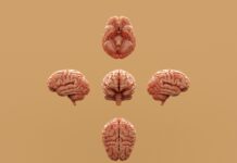 ‘브레인 피트니스’가 대세…뇌 건강 챙기는 새로운 습관 5가지 Various perspectives of a human brain are displayed.