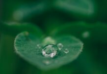 여성 건강관리, 일상 속 작은 변화에서 시작하세요 green leaf with water drops