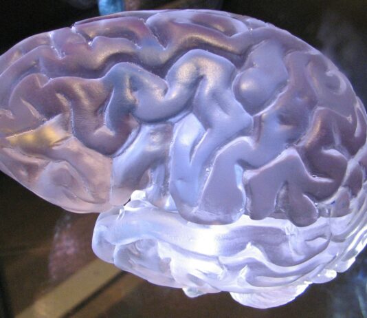 “뇌건강, 일상 속 작은 실천이 미래를 지킨다” a close up of a plastic brain model