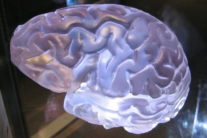 Photo by Lisa Yount a close up of a plastic brain model