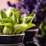 집에서 키우는 허브, 건강과 일상에 스며드는 작은 변화 a close up of a potted plant with green leaves