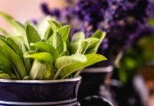 집에서 키우는 허브, 건강과 일상에 스며드는 작은 변화 a close up of a potted plant with green leaves
