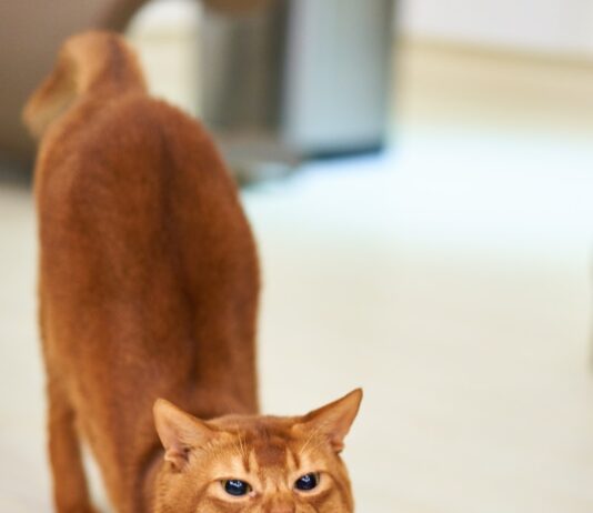 “책상 위 건강 지키기, 바쁜 직장인들을 위한 실천법은?” orange cat stretching on white surface