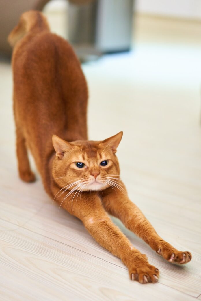 Photo by Timo Volz orange cat stretching on white surface