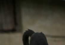 일상 속 ‘마이크로 운동’ 트렌드, 바쁜 현대인을 위한 움직임 혁명 A black and white cat standing on top of a car