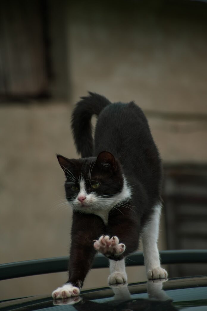 A black and white cat standing on top of a car