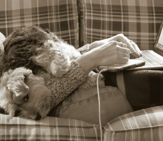 바쁜 일상 속 스트레스, ‘작은 루틴’으로 풀다 a dog laying on a couch