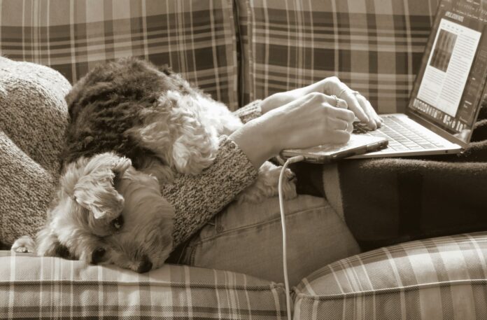 Photo by Patti Black a dog laying on a couch