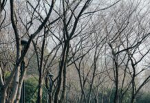 걷기 운동, 일상에서 더 똑똑하게 즐기기 – 건강 트렌드 실천법 A winding pathway through a green park.