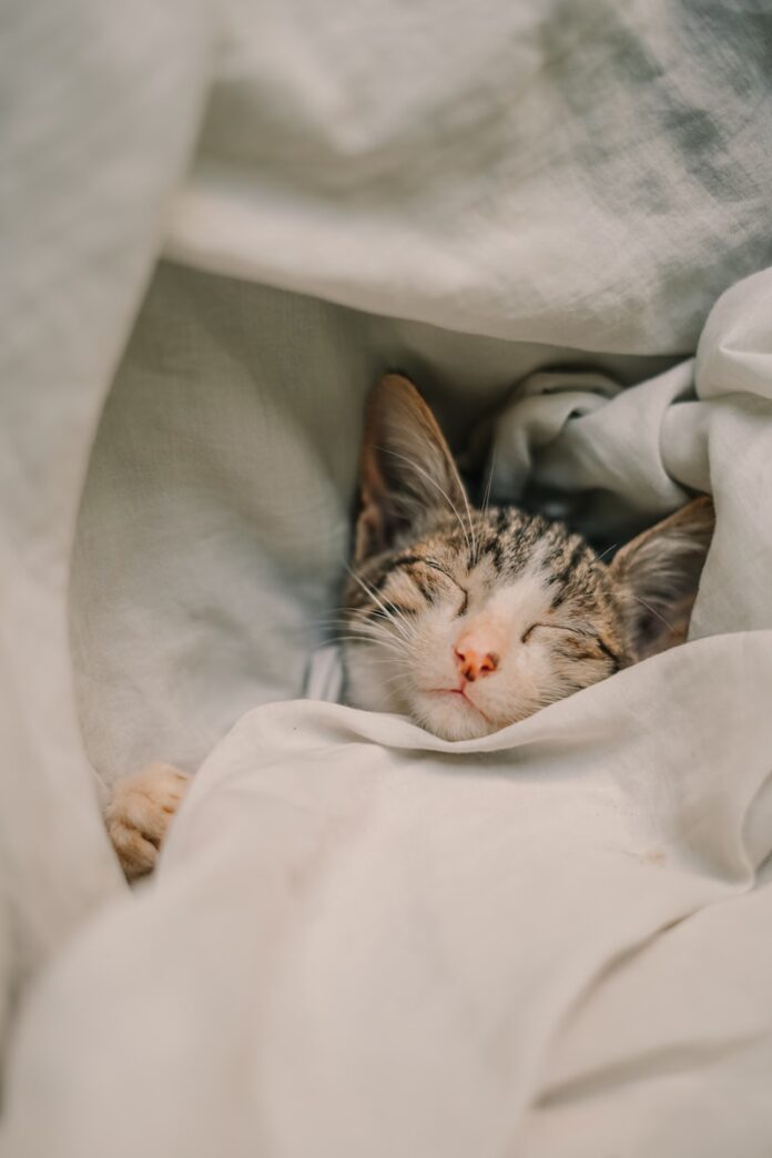 Photo by Monisha Selvakumar a cat sleeping in a blanket
