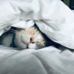 “수면의 질이 내 삶을 바꾼다” – 일상 속 실천 가능한 최신 수면 건강법 white cat sleeps under white comforter