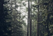 마음 건강 지키기, 일상 속 작은 습관부터 시작하세요 Forest during daytime