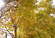 걷기 운동, 건강 챙기기 위한 가장 쉬운 실천법…일상 속 걷기 습관 이렇게 만들어보세요 Autumn trees line a street near a bus stop.