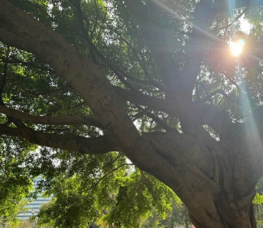 현대인의 건강 습관, ‘마이크로루틴’으로 작게 시작하세요 the sun shines through the branches of a large tree