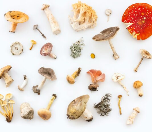 비건 식단, 내 몸과 환경을 위한 ‘작은 변화’ 일상에서 실천법은? white and red mushrooms and mushrooms